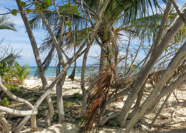 Gromada Tropikalnych Drzew Białej Piaszczystej Plaży Puerto Rico — Zdjęcie stockowe