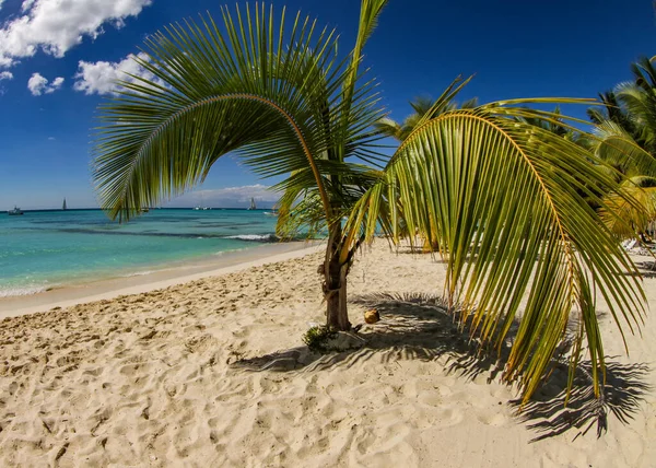 Una Vista Increíble Las Hermosas Playas Isla Saona Cerca República — Foto de Stock