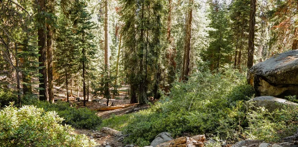 Krásný Výhled Les Kalifornii Podél Turistické Stezky — Stock fotografie