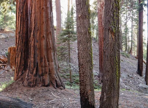 Detailní Záběr Obrovské Sekvoje Nalezené Oblasti Sequoia Kalifornii — Stock fotografie