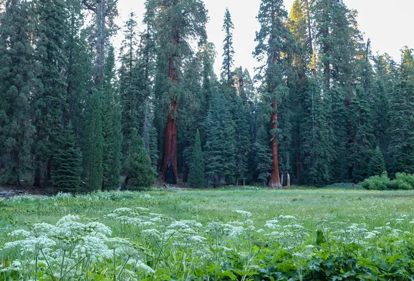 Úžasný Výhled Krásné Louky Nalezené Srdci Národního Lesa Sequoia Mnoho — Stock fotografie