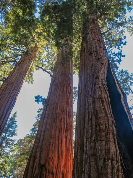 Pozemní Pohled Tři Úžasně Vysoké Kalifornské Sekvoje Národním Lese Sequoia — Stock fotografie