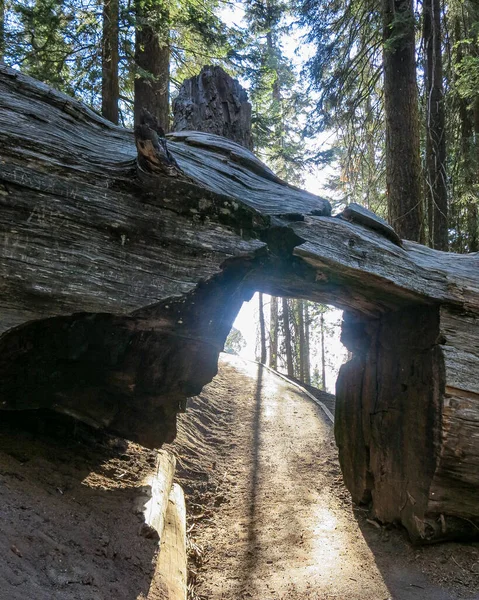 Přes Turistickou Stezku Národním Lese Sequoia Leží Obrovský Starý Mrtvý — Stock fotografie