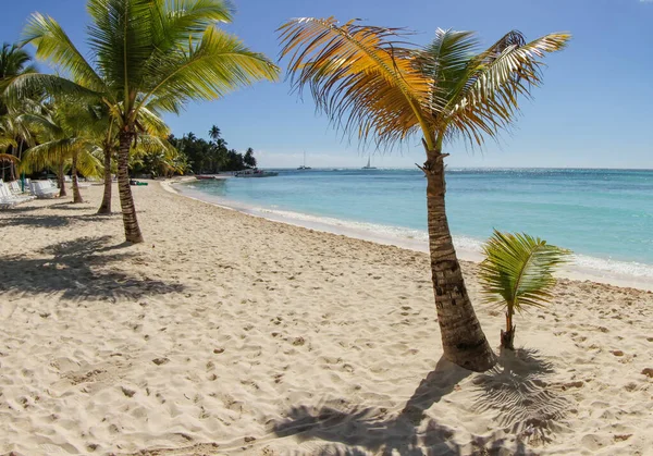 Palmy Piasek Ocean Relaksujące Widoki Plaż Wyspie Saona — Zdjęcie stockowe