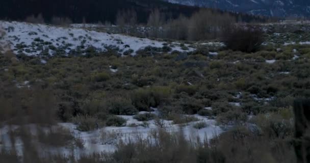 Împuşcat Sus Zona Rurală Din Colorado Perie Nisip Prim Plan — Videoclip de stoc