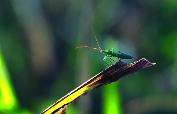 The little insect — Stock Photo, Image