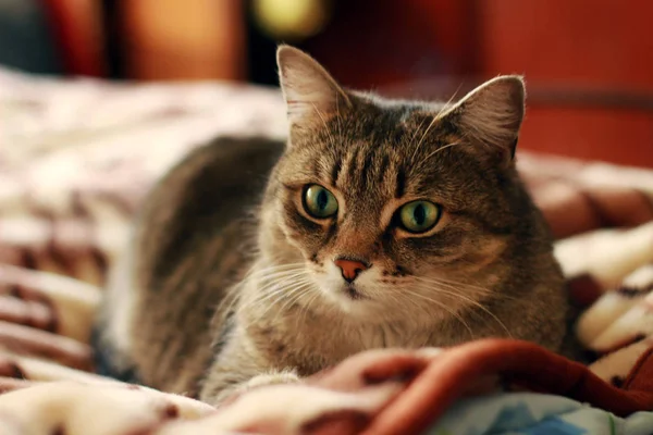 Cat in relax — Stock Photo, Image