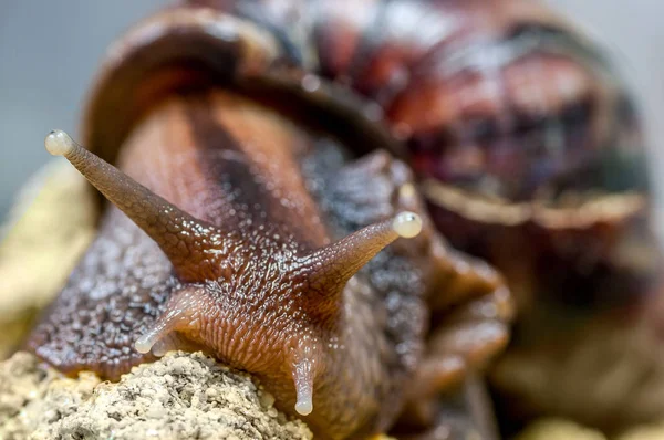 African Snail Close — Stock Photo, Image