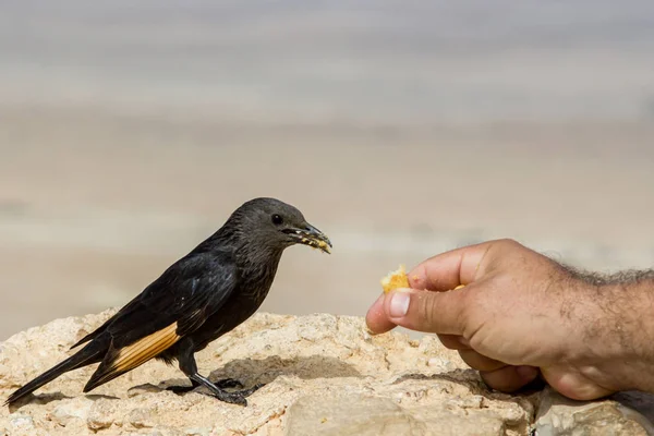 Taşta siyah kuş ve ekmek rusk ile erkek eli ile beslenir. Güzel poz ve nazik bir görünüm! Kuş gözlemcileri rüya görür. Kuşçulık, yem, ekoloji ve ornitoloji malzemelerinin tanıtımında kullanım için mükemmel. 
