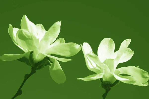 Duas flores brancas de magnólia primavera em flor isolada no fundo verde — Fotografia de Stock