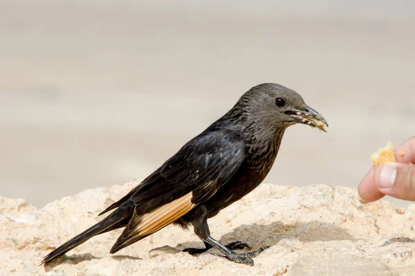 Siyah kuş hafif taş backgtround, portre oturup yemek yiyor