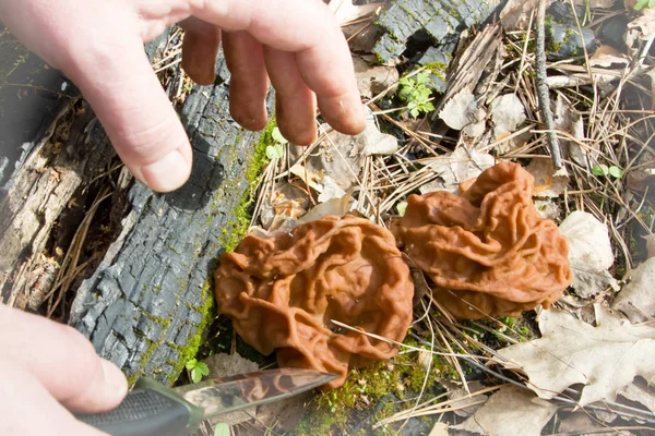 Koşullu olarak yenilebilir Gyromitra Morel mantarlı, doğa backgrou