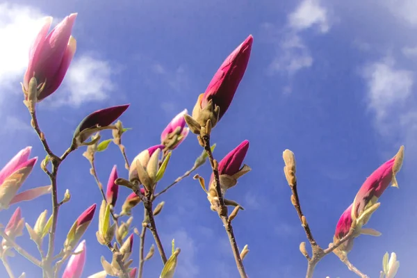 Bahar mor Manolya çiçeği, mavi gökyüzü arka plan