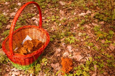 Mantar sepeti ve Gyromitra doğa orman arka plan