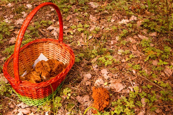 Mantar sepeti ve Gyromitra doğa orman arka plan