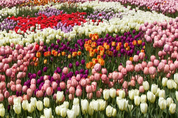 Renkli bahar lale alanları