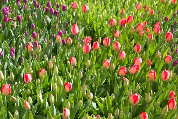 Renkli bahar lale alanları