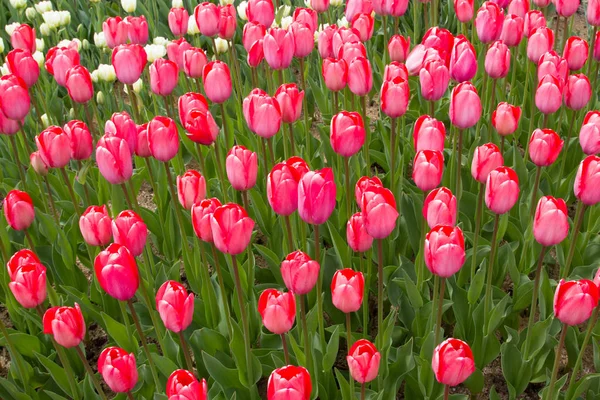 Renkli bahar lale alanları