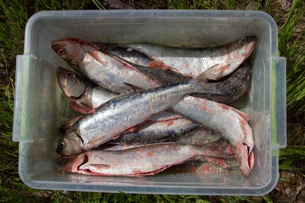 Şeffaf kutu içinde ham ringa balıkları