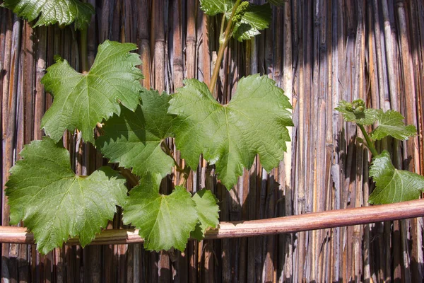 Yeşil üzüm doğal sazlık geçmiş vasıl bırakır