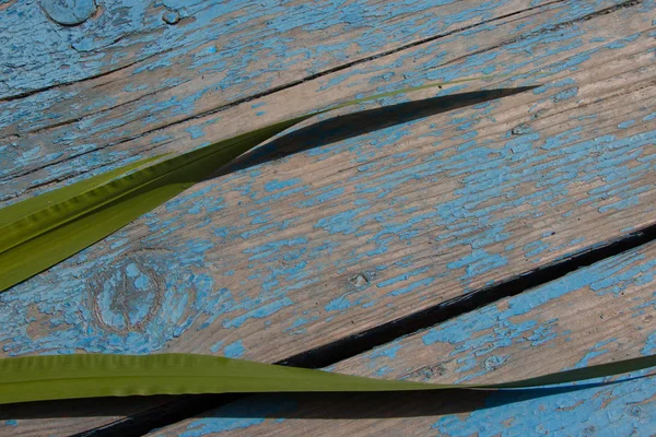 Yeşil Reed, ahşap arka plan