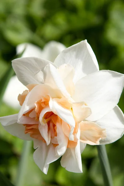 Kremsi bir nergis yeşil arka plan