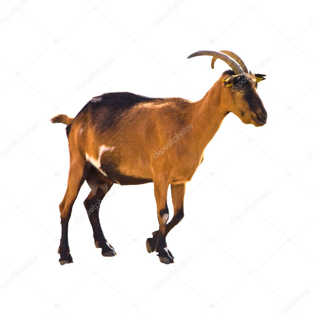 Close up isolated capra femail wild mountain goat spain cantabria