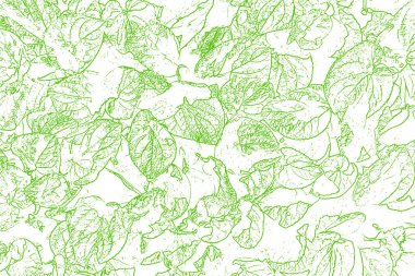 Yeşil beyaz soyut doku backg iskelet siluet yaprakları