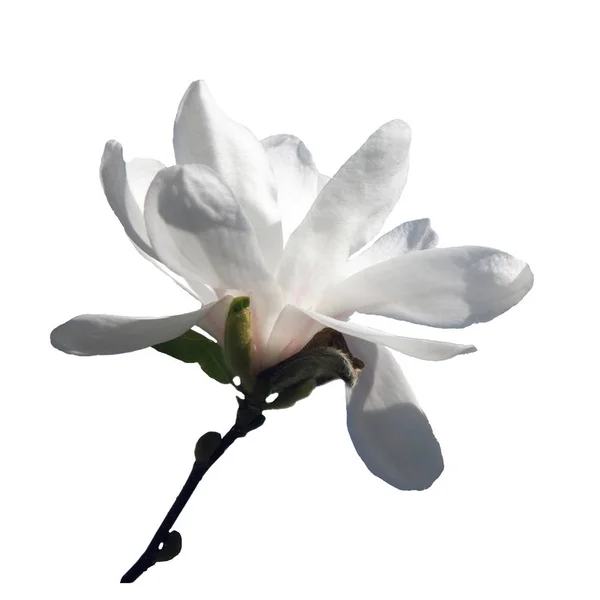 Ветка Магнолии с белым цветком на белом фоне — стоковое фото