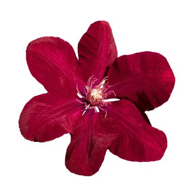 Yakın kadar beyaz izole mor akasma Ville de Lyon çiçek 