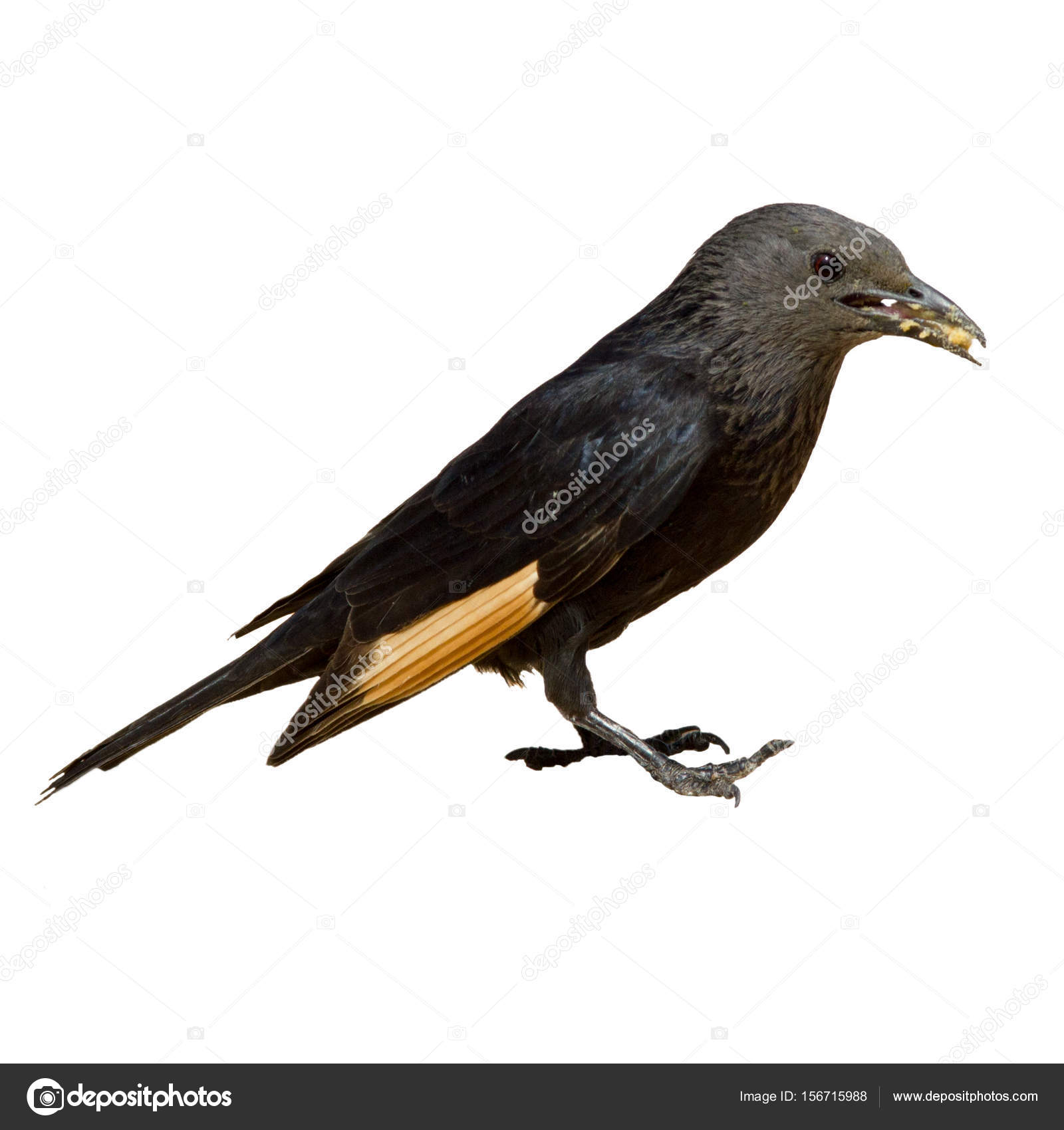 Petit Format Noir Jaune Oiseau Choucas Mange Pain Dans Son