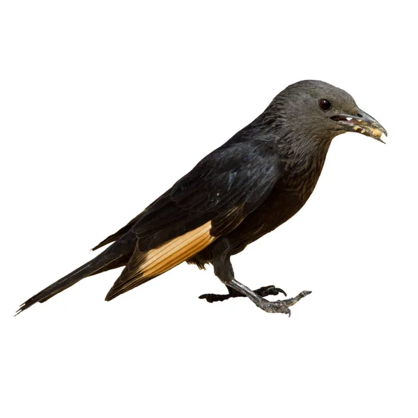 Küçük siyah gagasını sarı kuş küçük karga yiyor ekmek yakın çekim