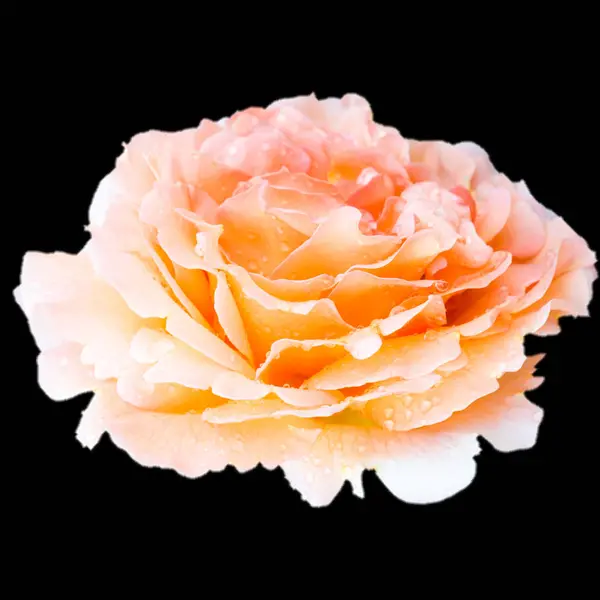 Close up Laranja coral branco concurso rosa flor botão isolado com — Fotografia de Stock