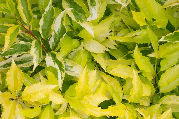 İğ bitki yeşil yaprakları arka plan doku