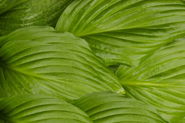 Arka plan doku ANABİLGA bitki yeşil yaprakları