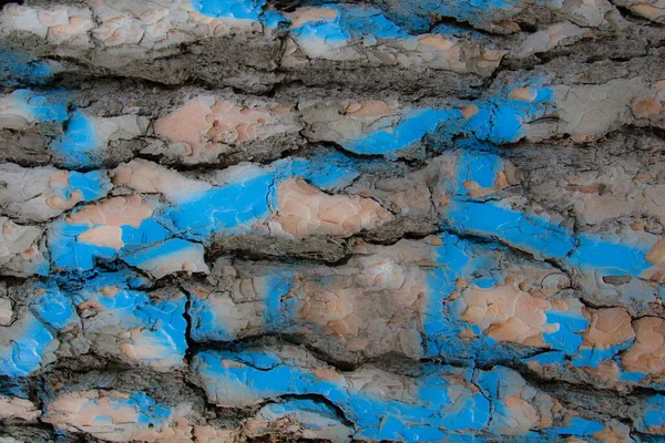 Çam kabuğu renkli mavi boya doğal doku ekolojik backgrou