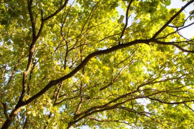 Blues gökyüzü arka plan genç meşe ağacı orman görünümü yeşil yaprakları