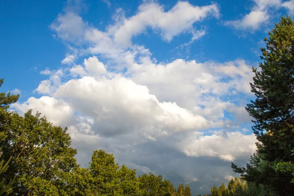 Orman anf mavi gökyüzü beyaz ağaçların başında bahar kadar bakış