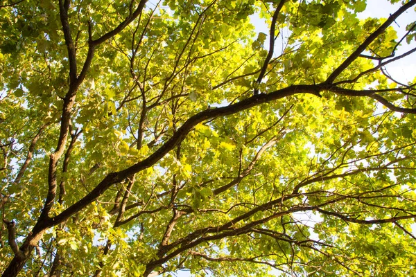 Blues gökyüzü arka plan genç meşe ağacı orman görünümü yeşil yaprakları