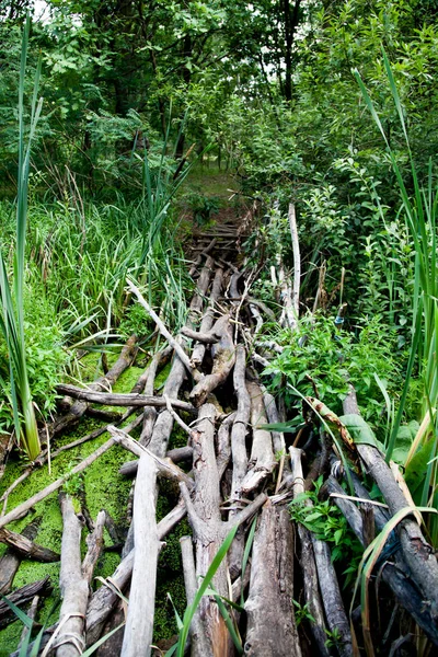 VIA guag mire sazlık durgun ile aşırı tropikal yolu Köprüsü