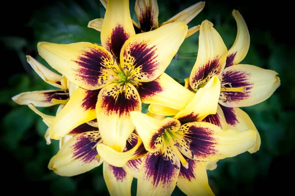 Lily çiçek yakın kadar sarı ve bordo askıları