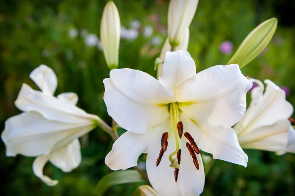 Biały lilia kwiat z bliska w ogrodzie — Zdjęcie stockowe