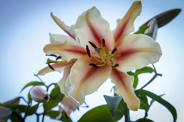 Beyaz sarı ve kırmızı kayış lily çiçek bahçede kapat