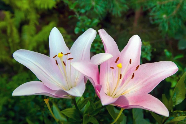 Beyaz gül lily çiçek yakın çekim bahçede