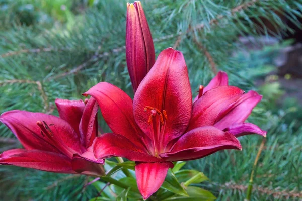 Parlak kırmızı bordo lily çiçek yakın çekim bahçede