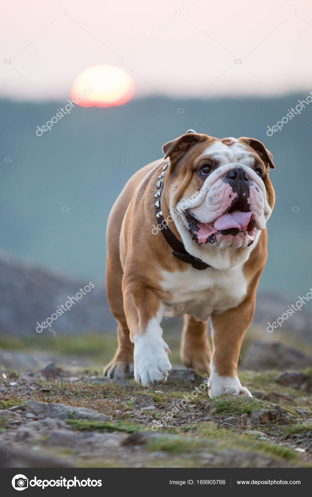 Bulldog Anglais Au Coucher Du Soleil Photographie