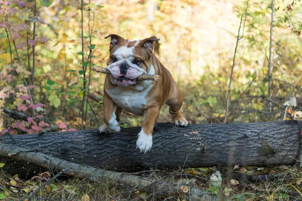 English bulldog in the forest