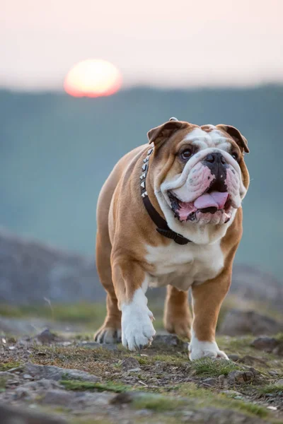 Gün batımında İngilizce bulldog