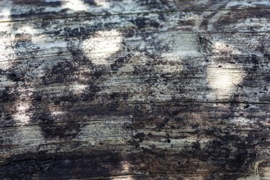 Kütük ağacı. Gövde ağacı.