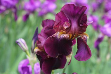 bulanık arkaplanda mor iris